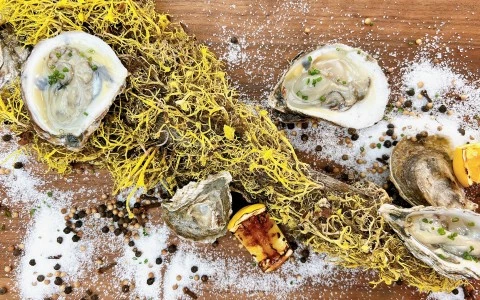 oysters and seaweed on a table